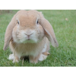 Królik baranek miniaturowy (Mini Lop) - Charakterystyka, pielęgnacja, zdrowie (Encyklopedia ras)