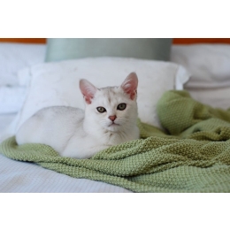 Burmilla, czyli kot z elegancją persa i temperamentem burmskiego