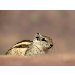 Wiewiórka domowa – zbiór najważniejszych informacji