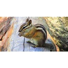 Burunduk syberyjski - wymagania, oswajanie, charakter