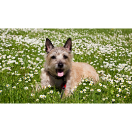 Cairn Terrier - najważniejsze informacje o rasie (Encyklopedia psów)