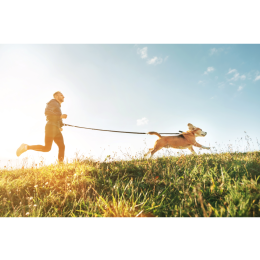 Canicross, czyli zaawansowane bieganie z psem