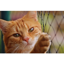 Czy wiesz, że okna i balkon mogą być śmiertelną pułapką dla Twojego kota?