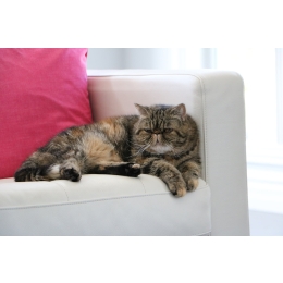 Kot egzotyczny – pochodzenie, wygląd, charakter i pielęgnacja