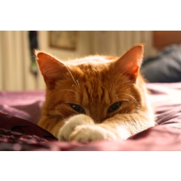 Chłoniak u kota - objawy, diagnoza i leczenie.