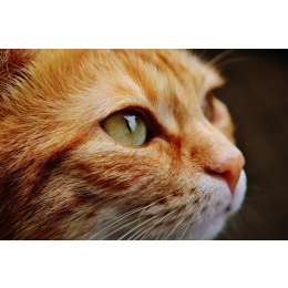 Jak widzi kot? Jak wygląda jego świat i czy jest kolorowy?