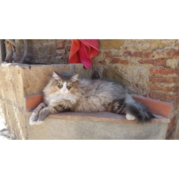 Kot syberyjski – najważniejsze informacje o rasie