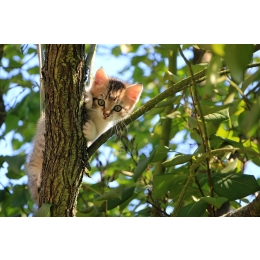 Kot na drzewie – jak zareagować, by pomóc pupilowi?