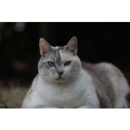 Przyczyny kociej otyłości. Jakie są konsekwencje nadmiernej masy ciała u kota?