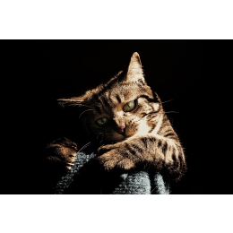 Ugryzienie kota – przyczyny, konsekwencje i sposoby reagowania