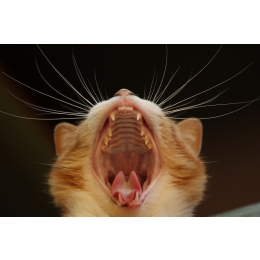 Zapalenie dziąseł u kota – przyczyny, objawy, leczenie i profilaktyka