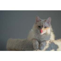 Kot birmański – najważniejsze informacje o rasie