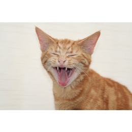 Co mówi kot - jak odczytywać jego gesty i zachowania?