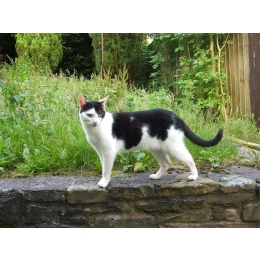 Jak rozpoznać płeć kota? Jakie są charakterystyczne cechy kotek i kocurów?