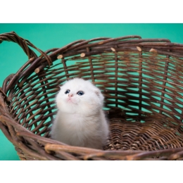 Wyprawka dla kota – jakie akcesoria dla pupila zakupić?