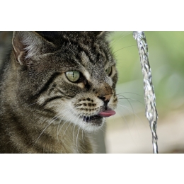 Czy fontanna dla kota to złoty środek dla spragnionych?