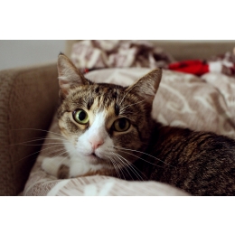 Wymioty u kota – przyczyny, objawy, karmienie