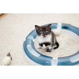 Pierwsze dni małego kota w nowym domu