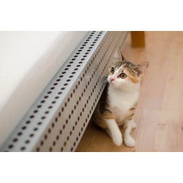 Jak podać kotu tabletkę? 3 skuteczne sposoby