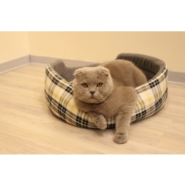 Niewydolność nerek u kota – przyczyny, objawy, leczenie i profilaktyka