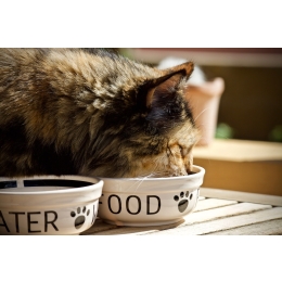 Jak karmić kota? Zasady pomocne w odżywianiu tych zwierząt