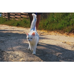 Jak nauczyć kota chodzić na smyczy?