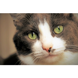 Czarne kropki na pyszczku u kota – czy to powód do obaw?