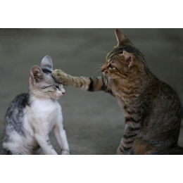 Nowy kot w domu terroryzuje rezydenta - co robić? Jak pomóc kotom się dogadać?