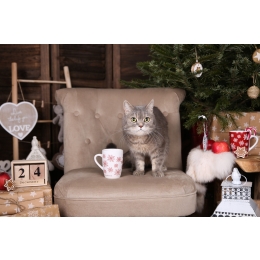 Prezent dla kota na Święta. Jaki spodoba mu się najbardziej?