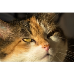 Kot kicha – czy kichanie kota jest powodem do obaw?