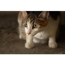 Czy można udomowić dzikiego kota? Jak go oswoić?