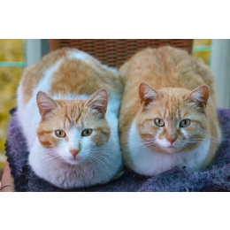 Jak przygotować się na pojawienie się w domu nowego kota?