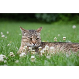 Z czego wynika agresywne zachowanie kota i jak sobie z nim radzić?