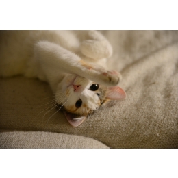 Jakie mogą być przyczyny tego, że kot kuleje?