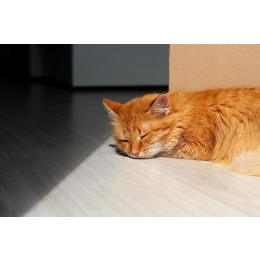 Dlaczego mój kot zachowuje się dziwnie, gdy wracam z wakacji?