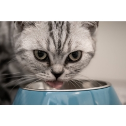 Kiedy powinieneś uzupełniać kocią dietę w suplementy?