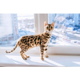 Kot bengalski – najważniejsze informacje o rasie