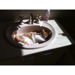 Czy można kąpać kota? Jakich środków używać do kociej kąpieli?