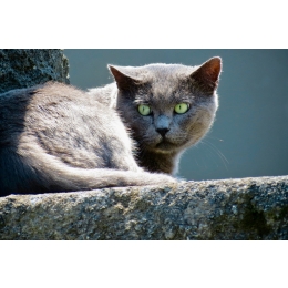 Preparaty behawioralne i leki wspomagające walkę ze stresem u kotów. Czy warto je stosować?