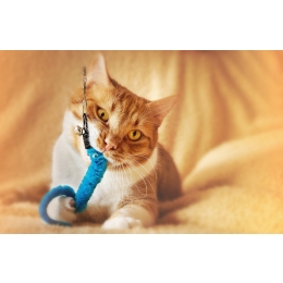 Dlaczego zabawy z kotem są niezbędne? Jak bawić się z pupilem?