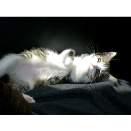 Pierwsza ruja u kotki