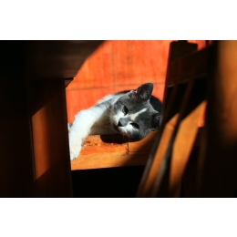 Przyczyny zaburzeń apetytu u kotów. Co zrobić, gdy kot nie chce jeść?