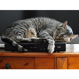 Kot się chowa i unika kontaktu? Dowiedz się co to może oznaczać