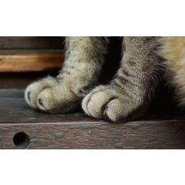 Obcinanie kotu pazurów – w jaki sposób i jak często to robić?