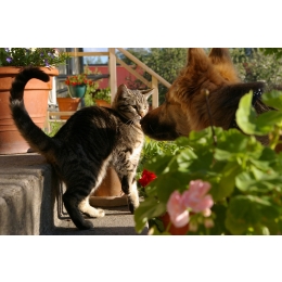 Żyć jak pies z kotem