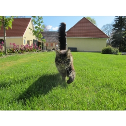 Język ciała kota – co można wyczytać z ruchów kociego ogona?