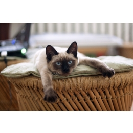 Encyklopedia kotów: kot rasy tajskiej (Thai)