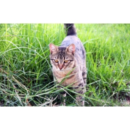 Znakowanie terenu przez kota – kiedy i po co koty to robią? Jak reagować?