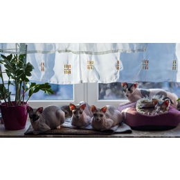 Jaki jest wiek kota w przeliczeniu na lata człowieka? Jak długo żyje kot?