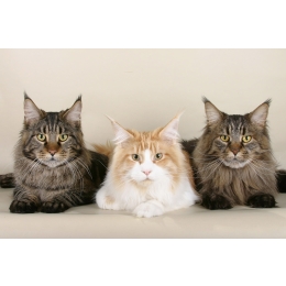 Kot Maine Coon - charakterystyka, pielęgnacja, zdrowie (Encyklopedia kotów)